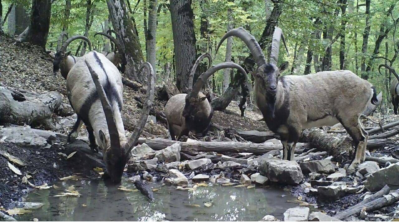سرشماری حیات‌وحش پارک ملی گلستان آغاز شد +عکس
