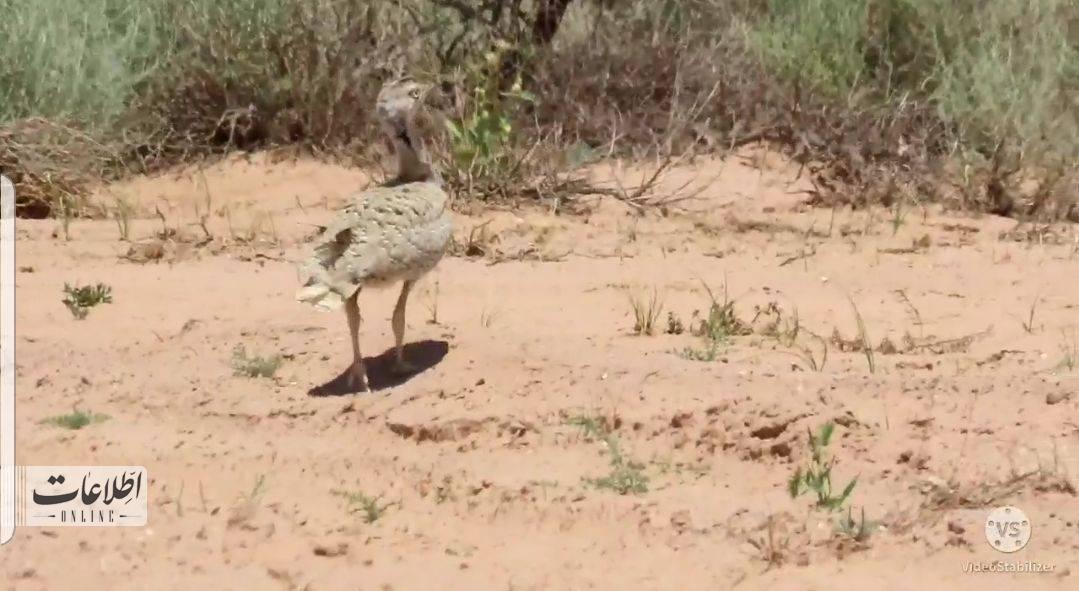 اولین تصویر از جوجه هوبره آسیایی در پناهگاه حیات وحش میاندشت