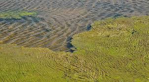 تالاب صالحیه هم به جرگه کانون های گرد وغبار پیوست